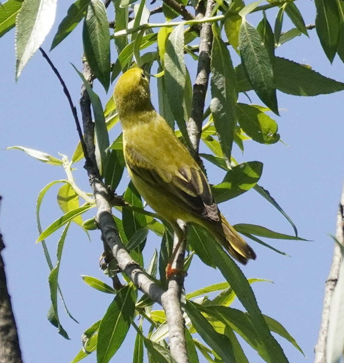 Yellow Warbler - Laurel Bishow