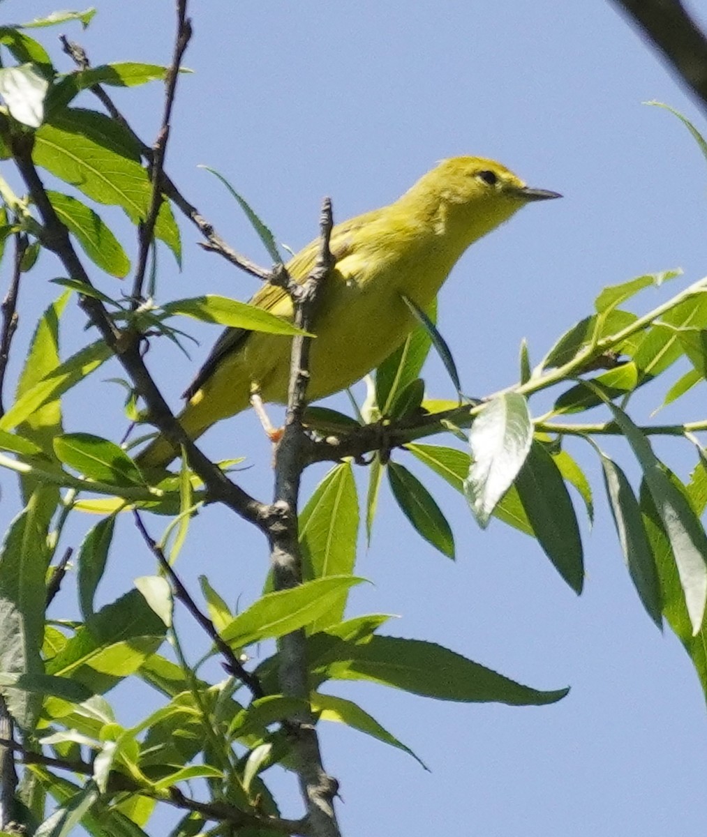 Yellow Warbler - ML572079131