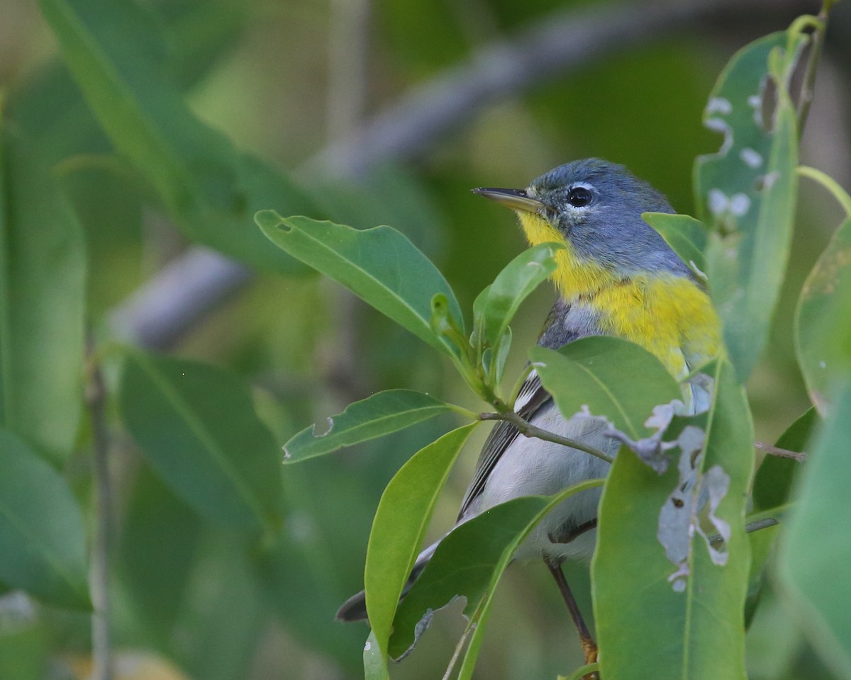 Northern Parula - Bruce Robinson