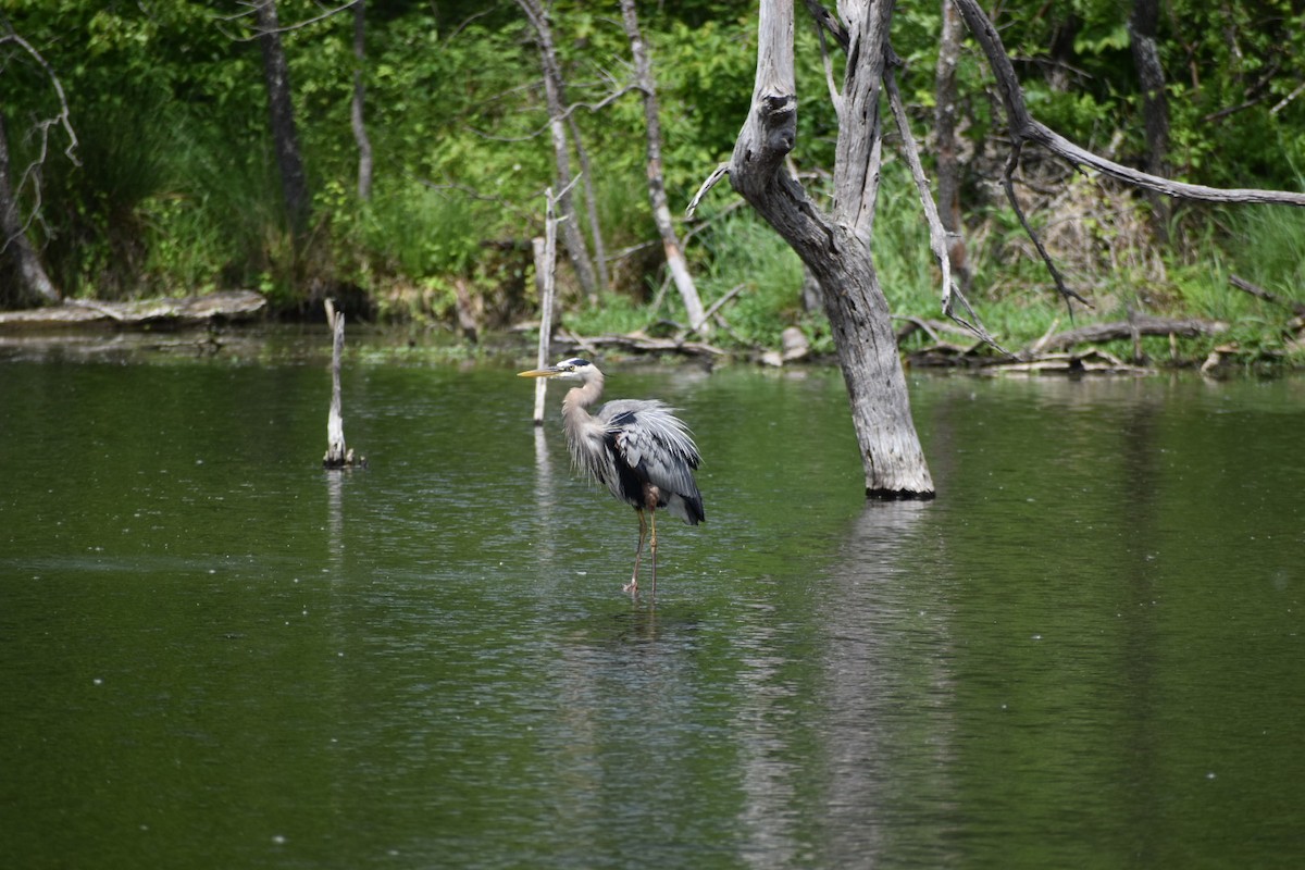 Great Blue Heron - ML572081431