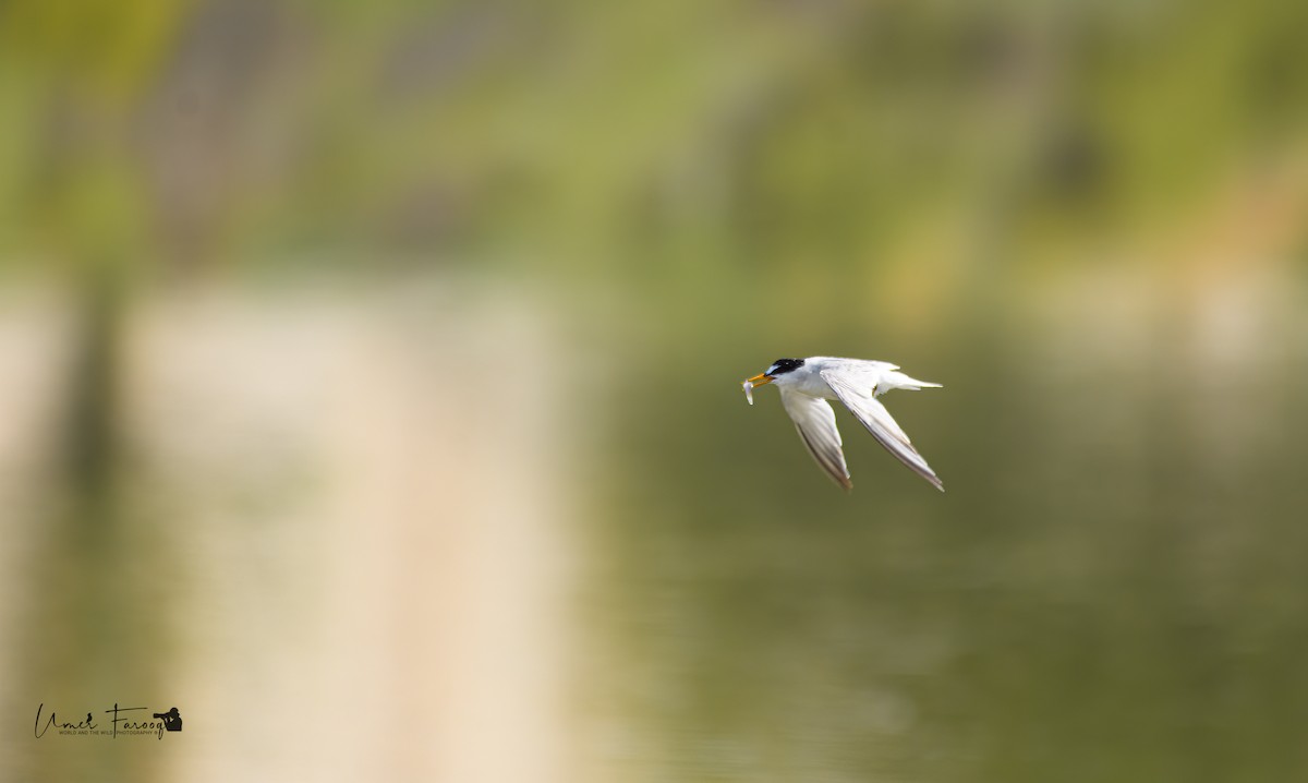 Little Tern - ML572083201