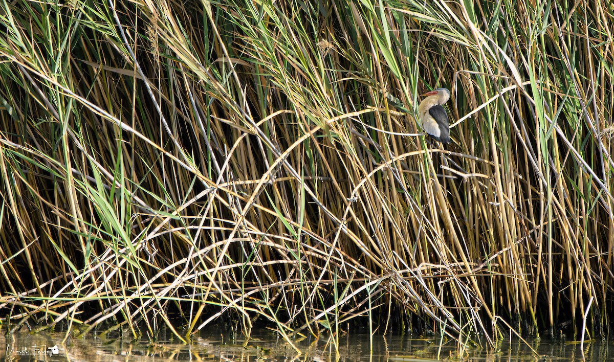 Little Bittern - ML572083331