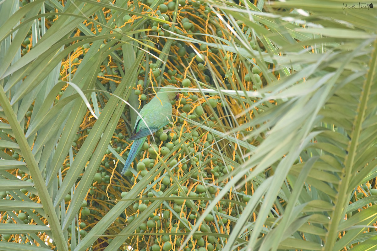 Rose-ringed Parakeet - Umer Farooq(World and the Wild Team)