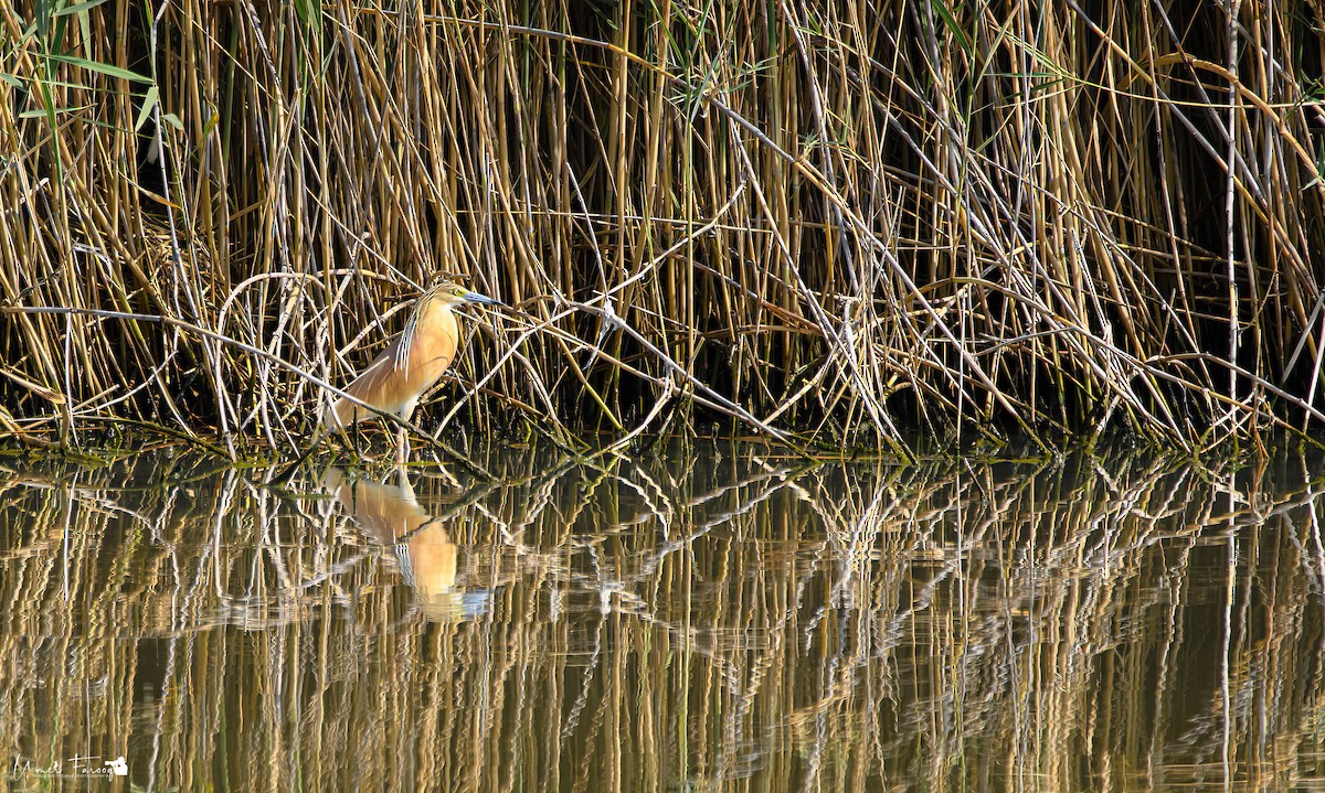 Squacco Heron - ML572083621