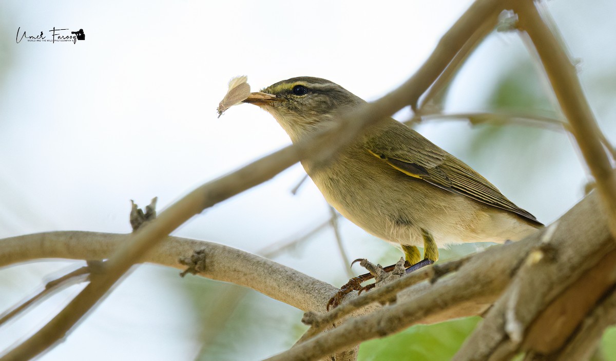 Willow Warbler - Umer Farooq(World and the Wild Team)