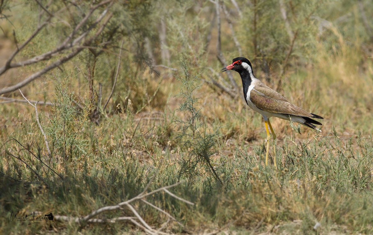 Red-wattled Lapwing - ML572084251