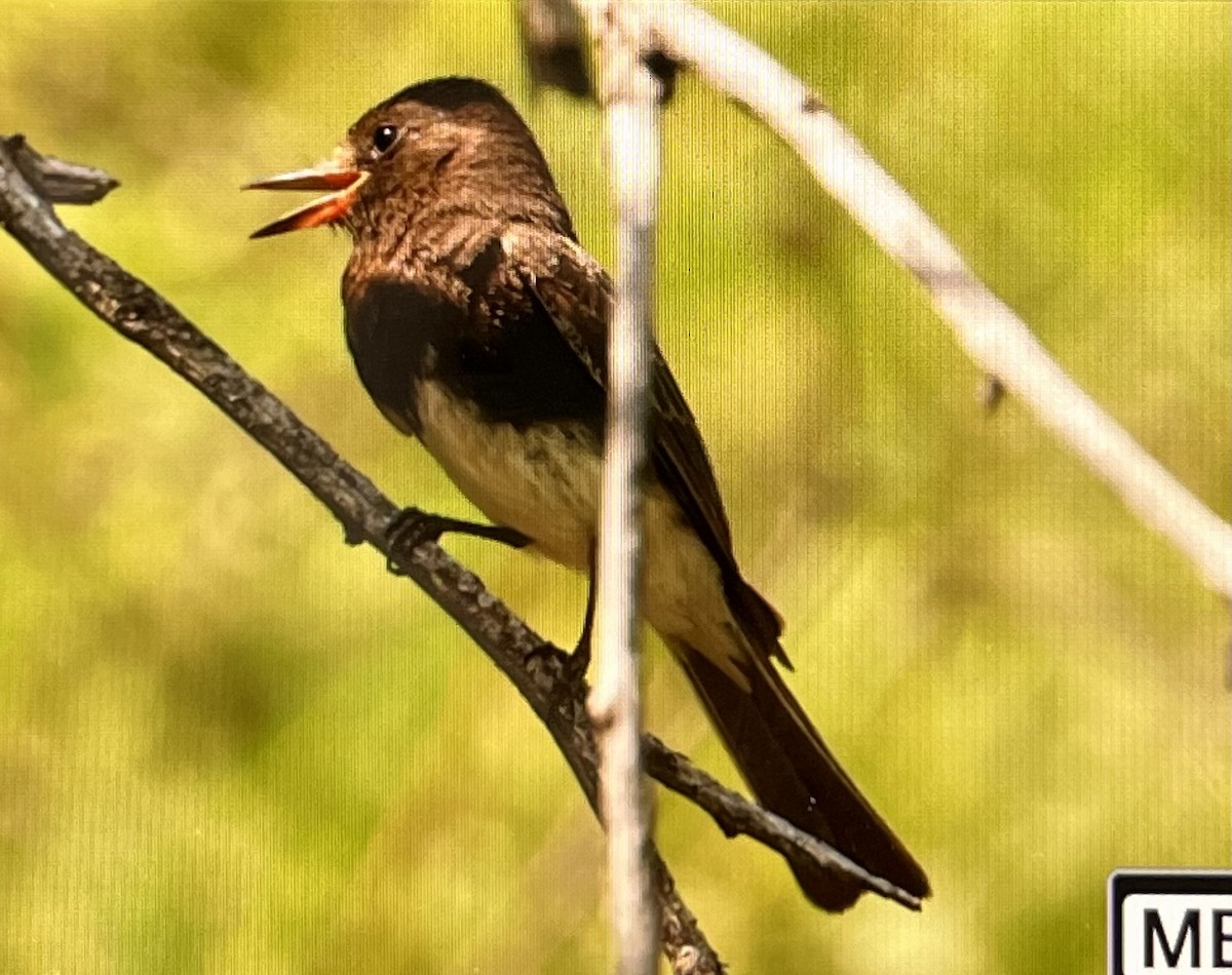 Black Phoebe - ML572084871