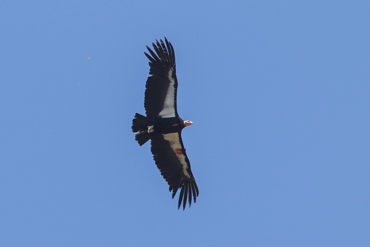 Condor de Californie - ML572088111