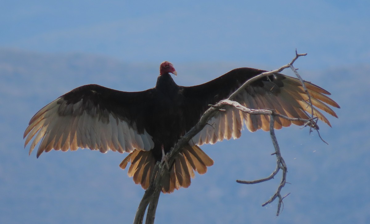 Turkey Vulture - ML572088391