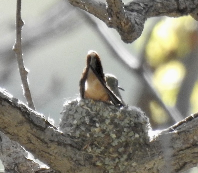 Broad-tailed Hummingbird - Brian Ison