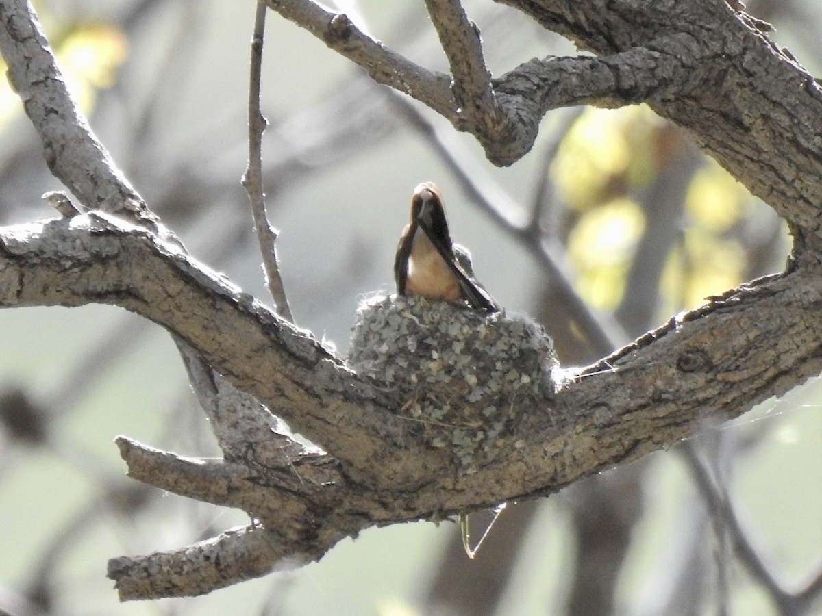 Broad-tailed Hummingbird - Brian Ison