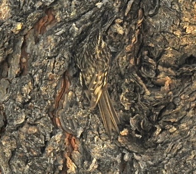 Brown Creeper - ML572088771