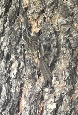 Brown Creeper - ML572088791