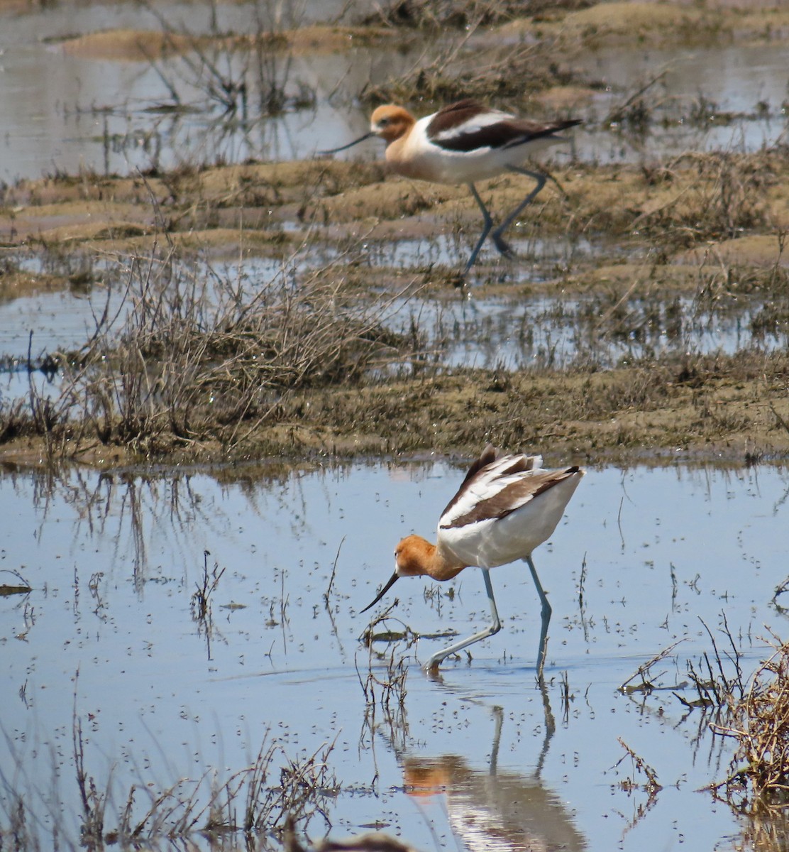 American Avocet - ML572088811