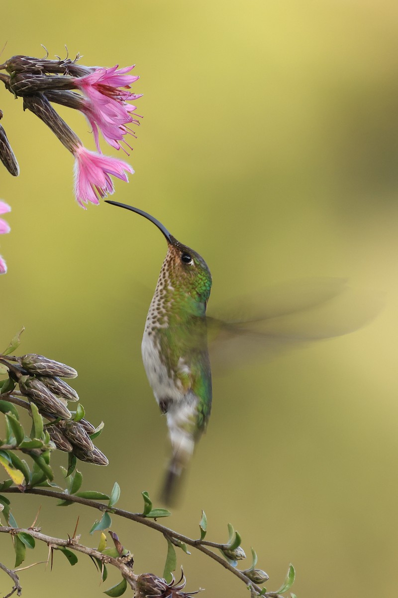 kolibřík aksamitový - ML572088861