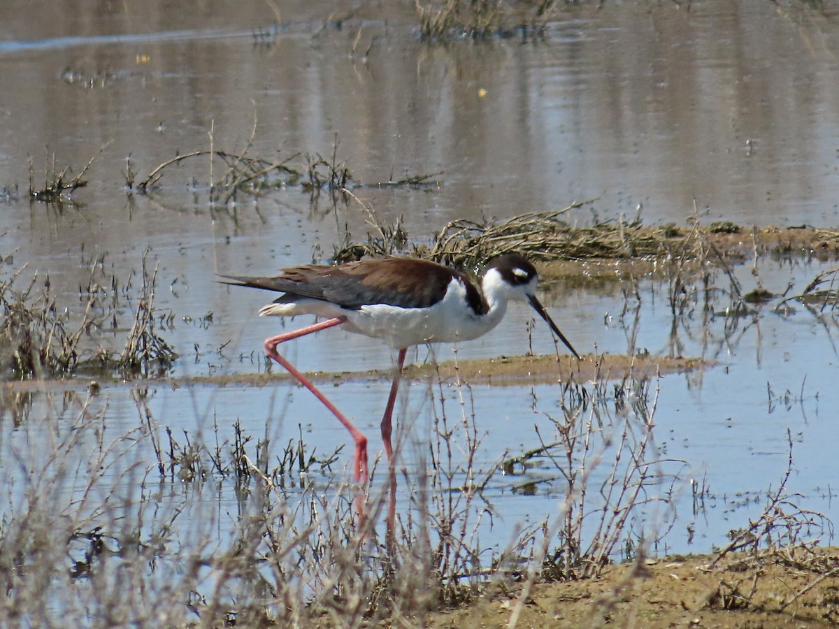 Black-necked Stilt - ML572088911