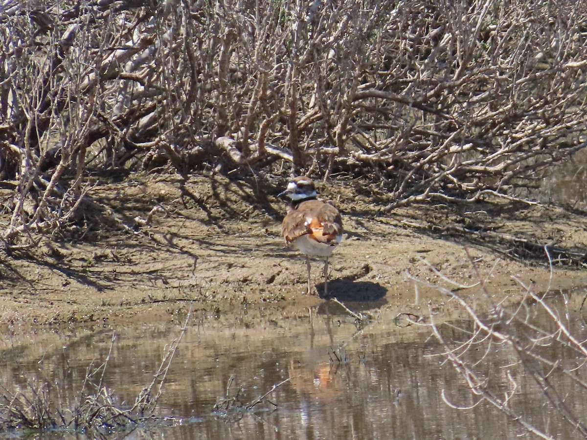 Killdeer - ML572089041