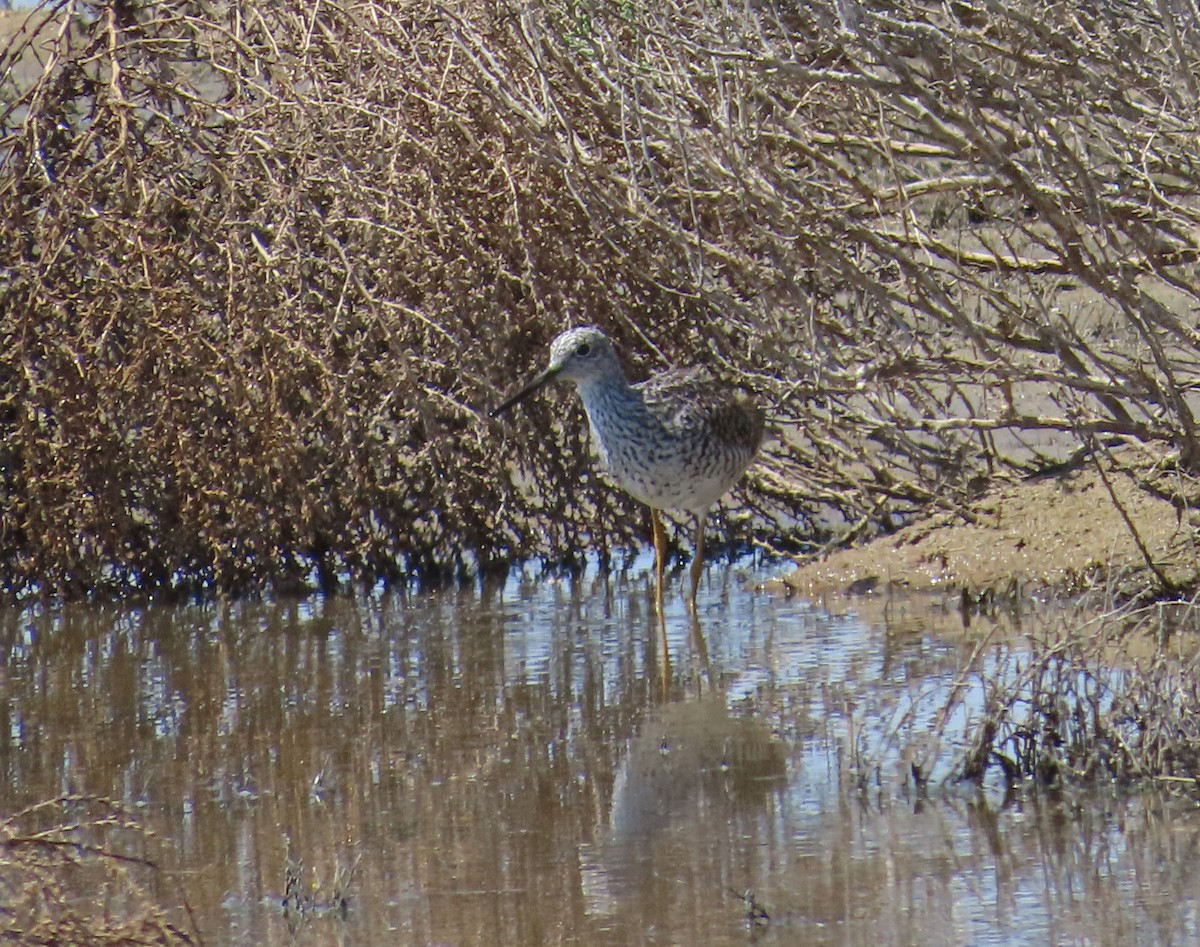 Greater Yellowlegs - ML572089611