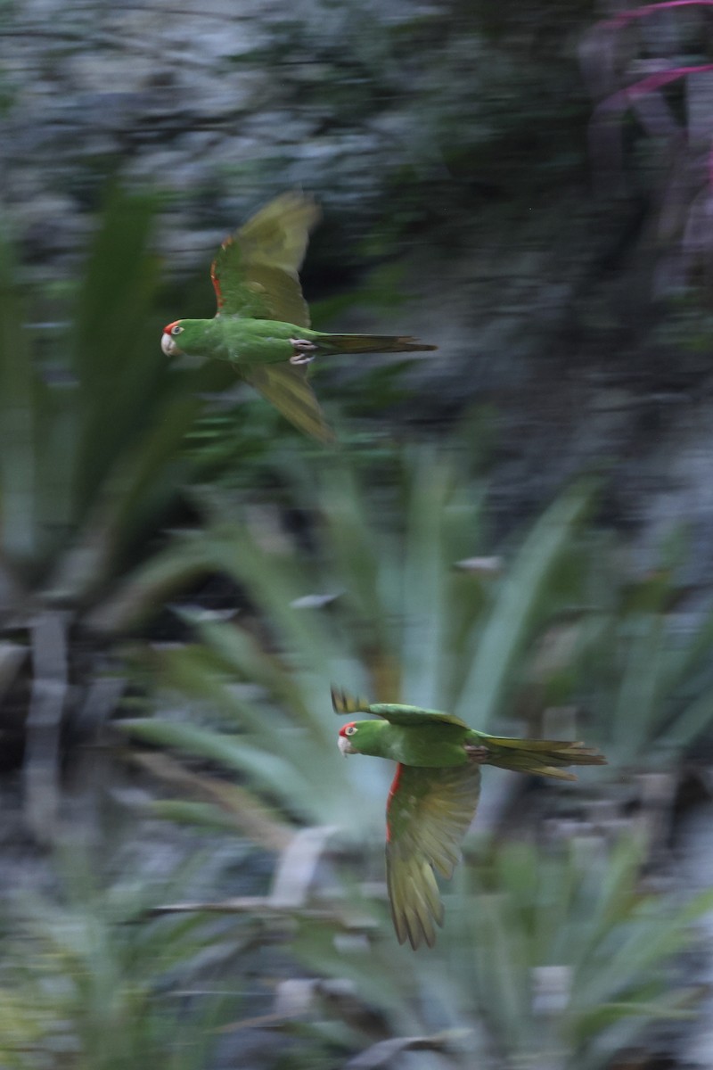 Cordilleran Parakeet - ML572089891