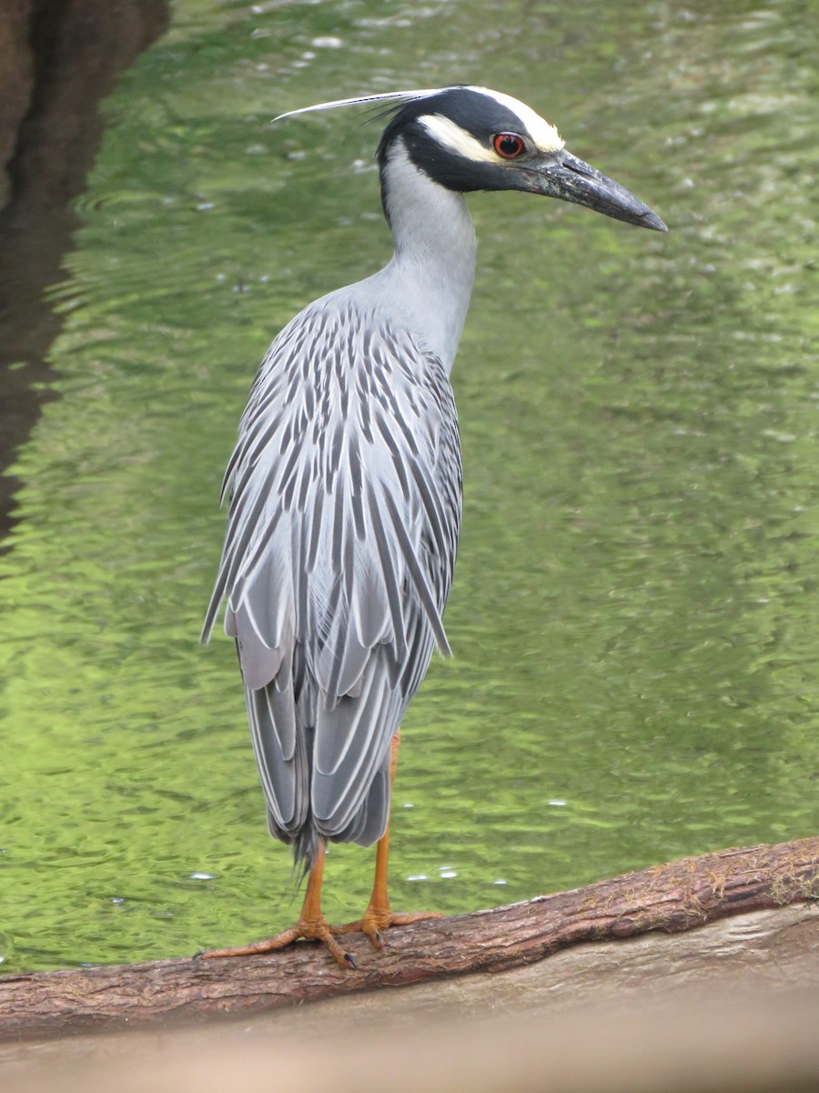 Yellow-crowned Night Heron - ML572090211