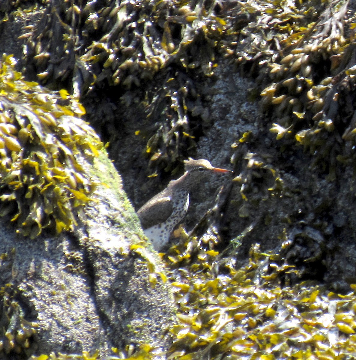Spotted Sandpiper - Lala A
