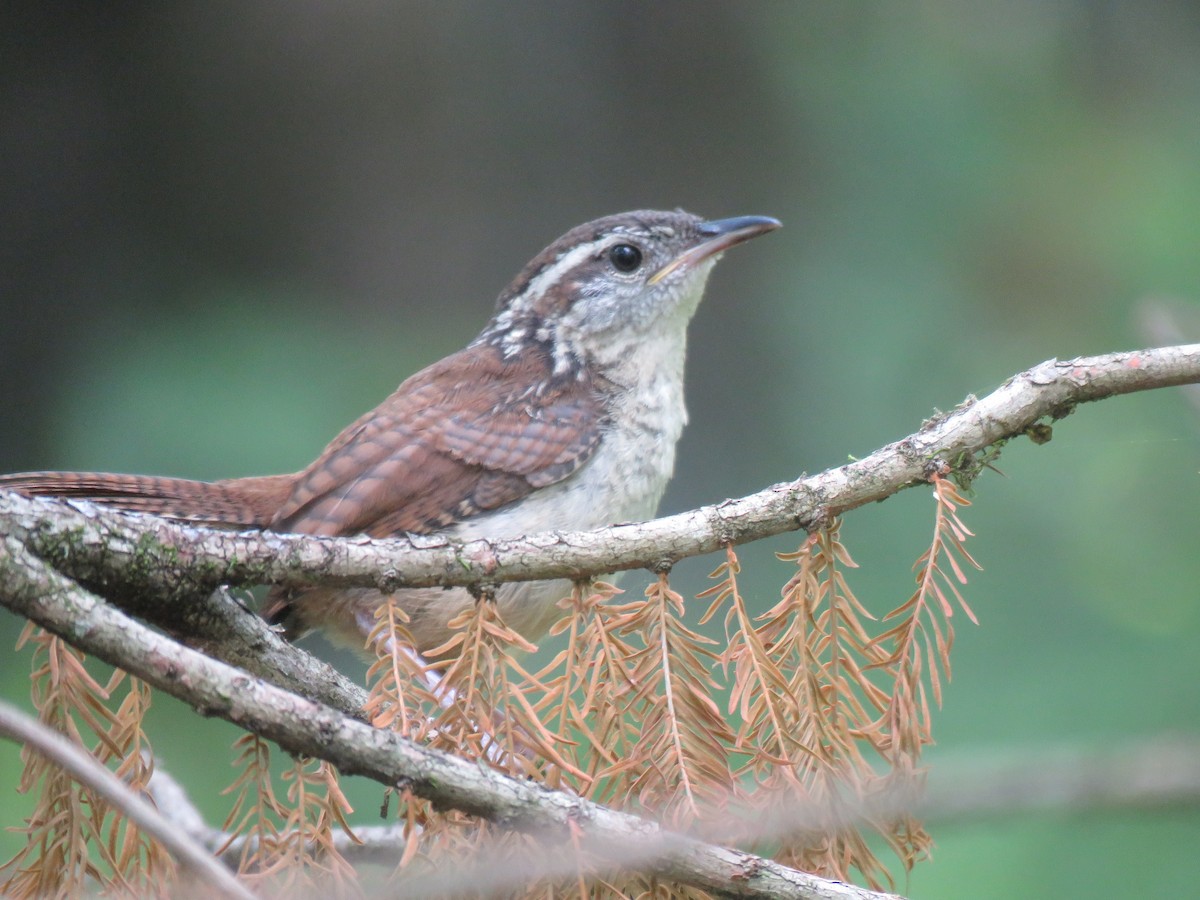 Carolina Wren - ML572090611