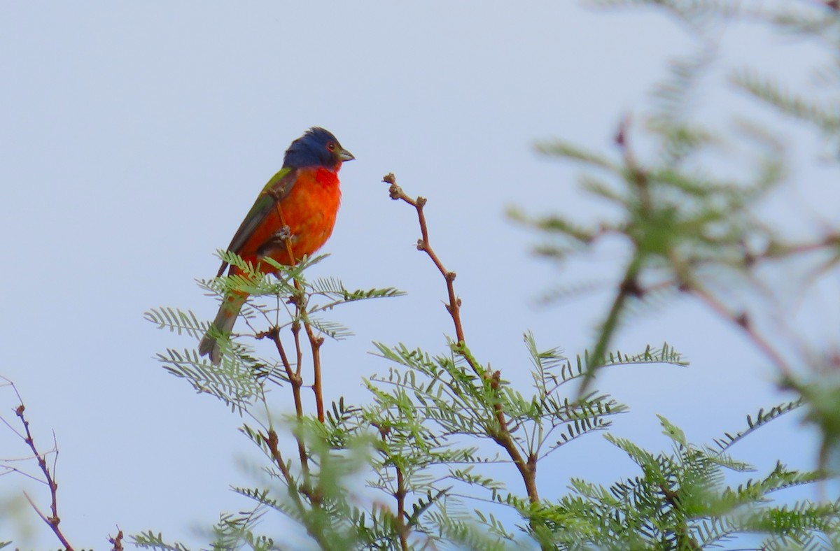 Painted Bunting - ML572090621