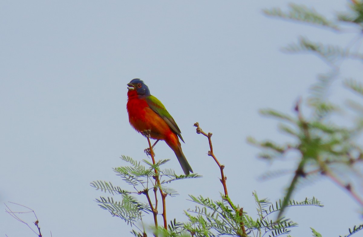 Painted Bunting - ML572090811