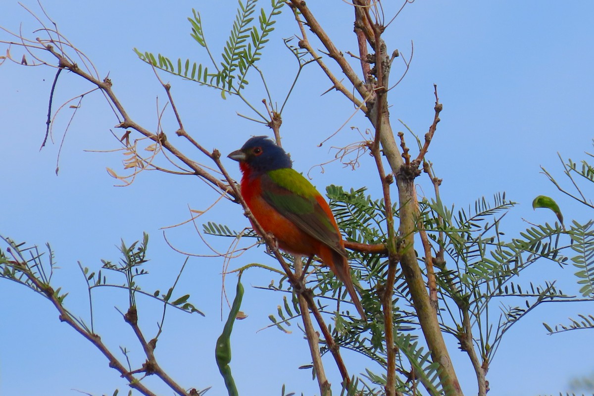 Painted Bunting - ML572090951