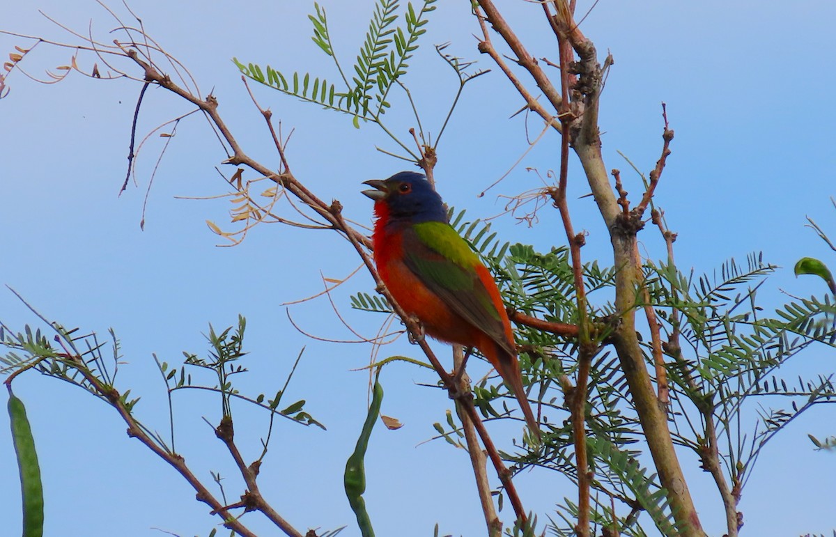 Painted Bunting - ML572091111