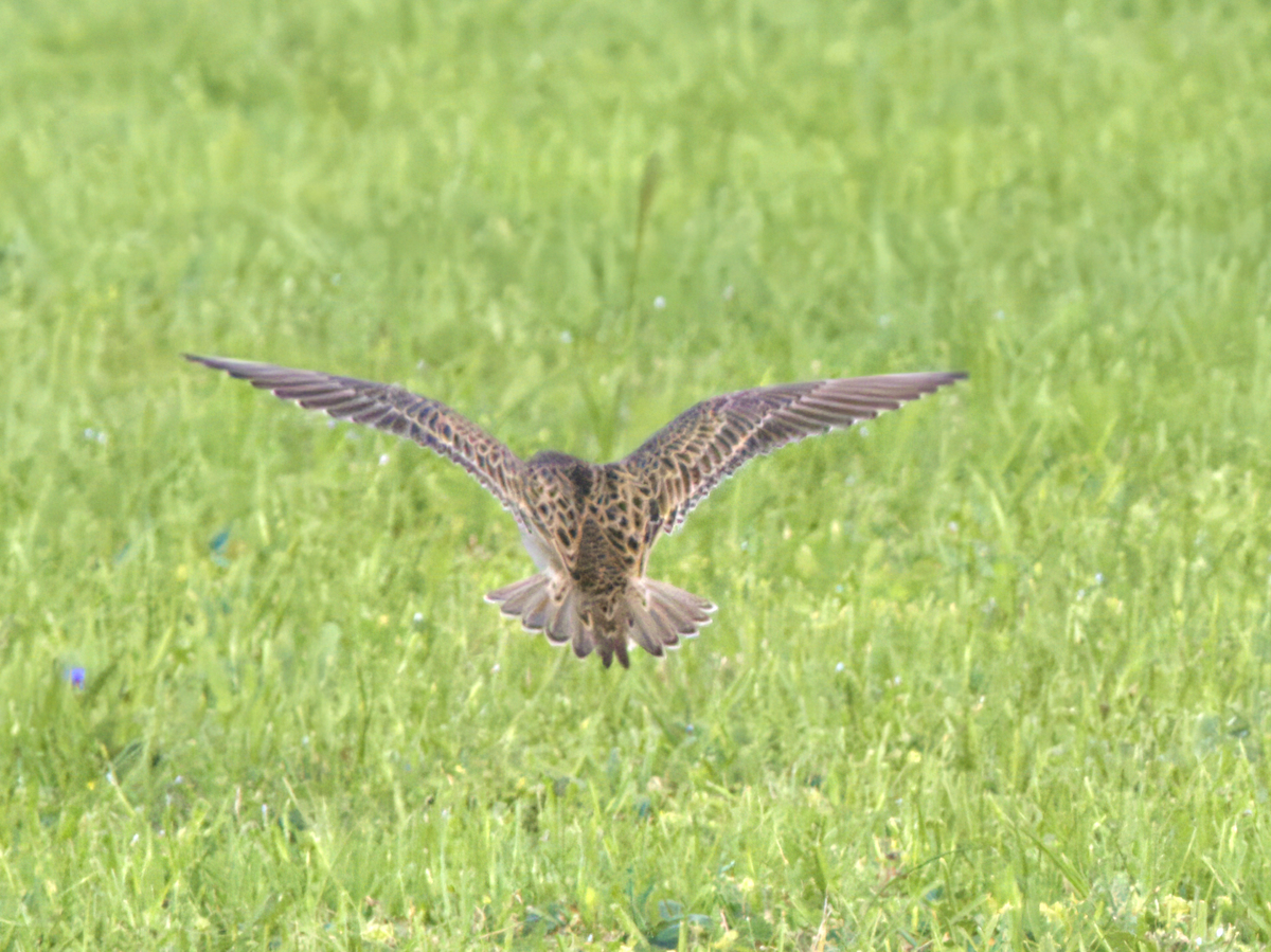 Buff-breasted Sandpiper - Cin-Ty Lee