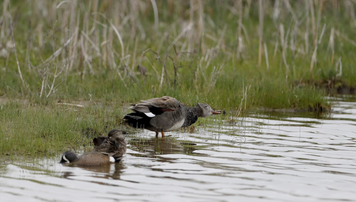 Gadwall - ML57209161