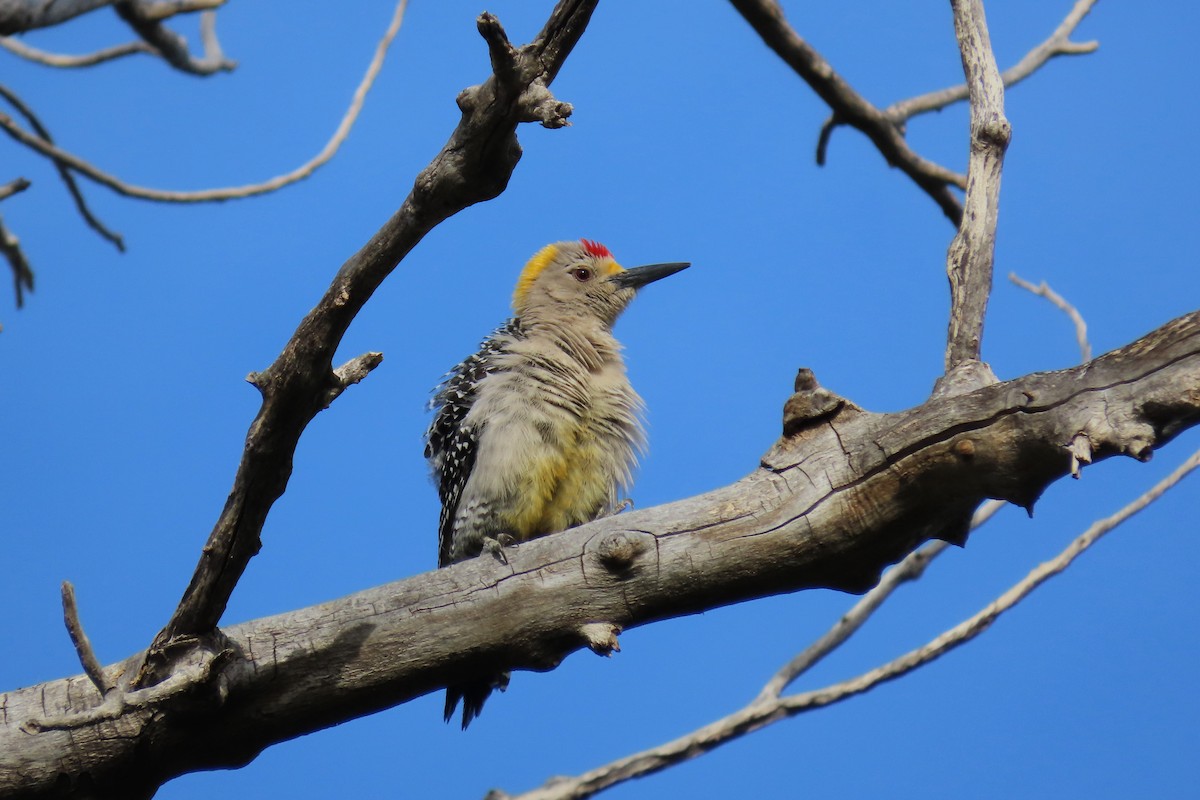 Golden-fronted Woodpecker - ML572091741