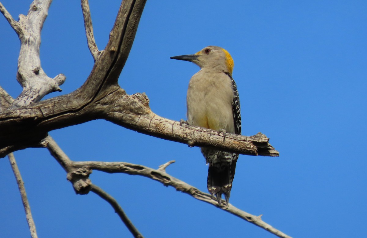 Golden-fronted Woodpecker - ML572091931