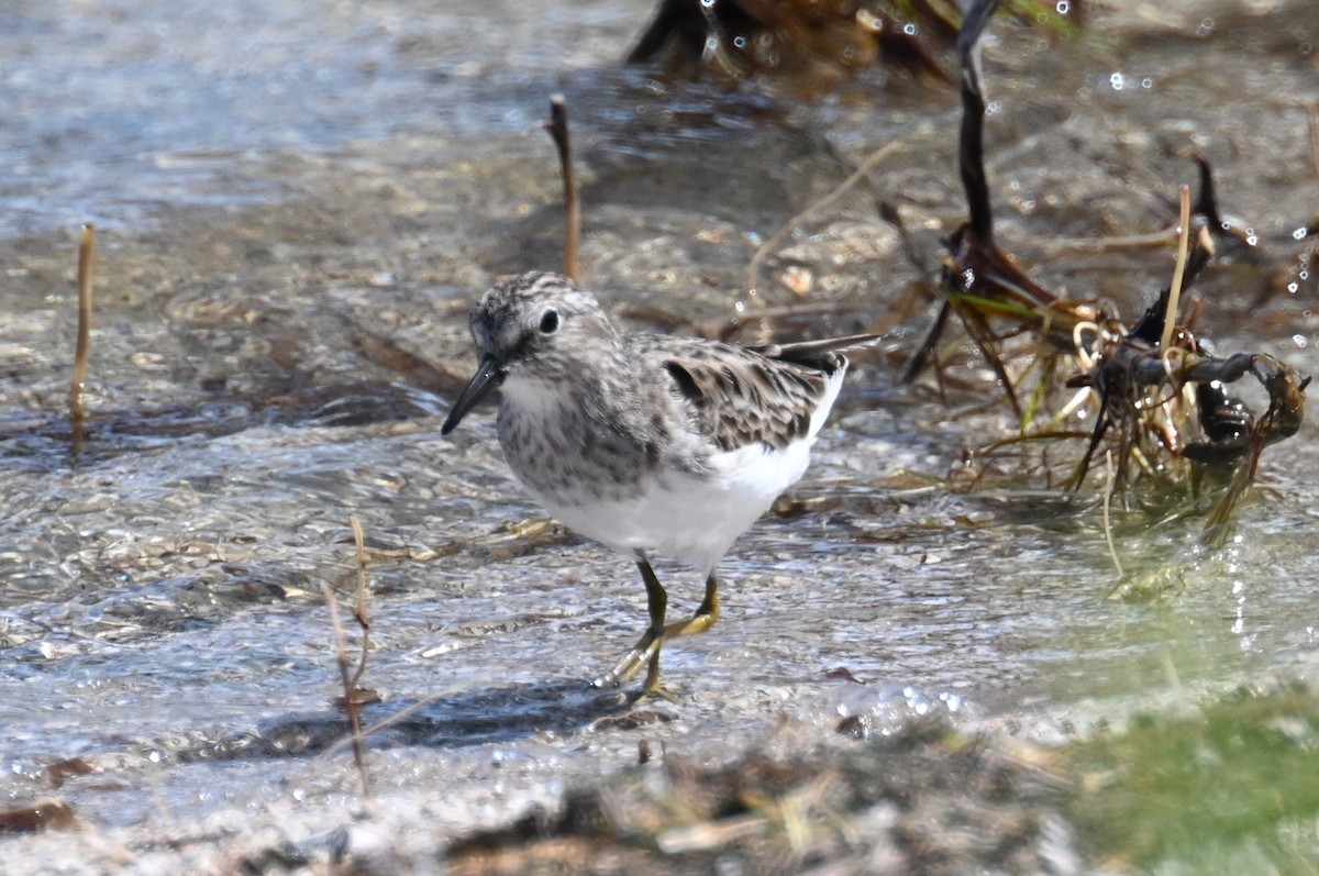 Least Sandpiper - ML572091971