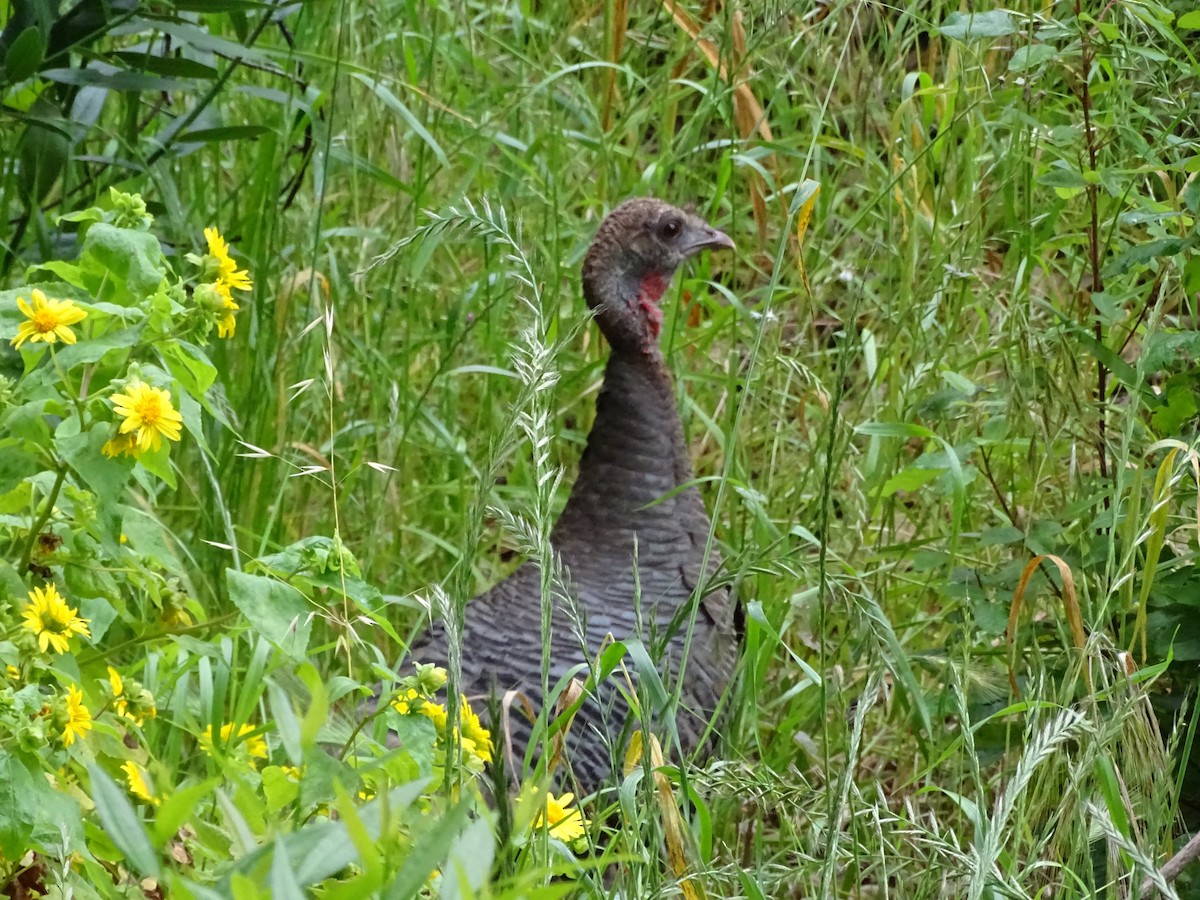 Wild Turkey - ML572092151