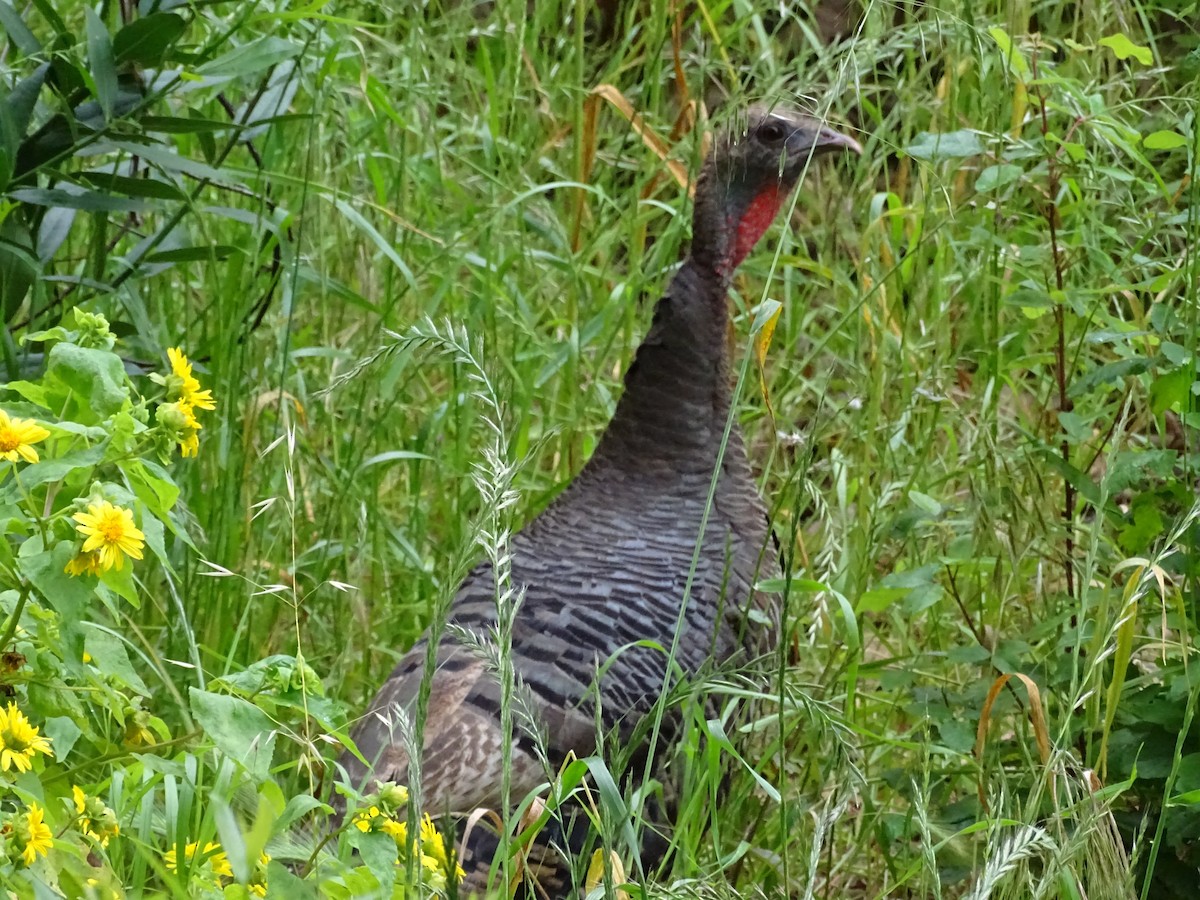 Wild Turkey - ML572092161