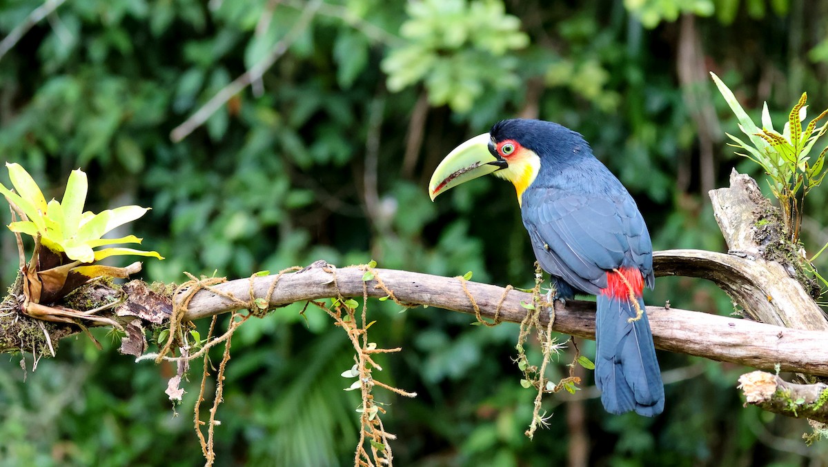 Red-breasted Toucan - Cristina Rappa