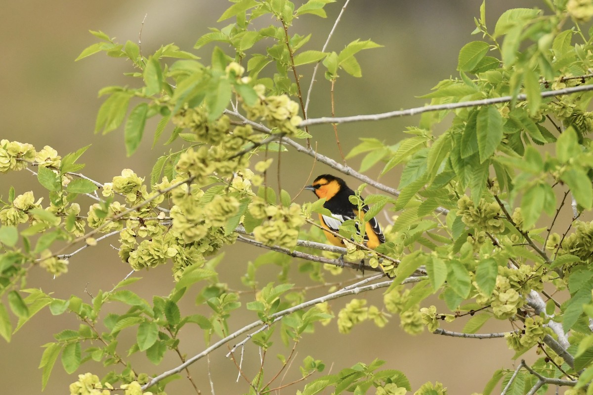 Bullock's Oriole - ML572093971