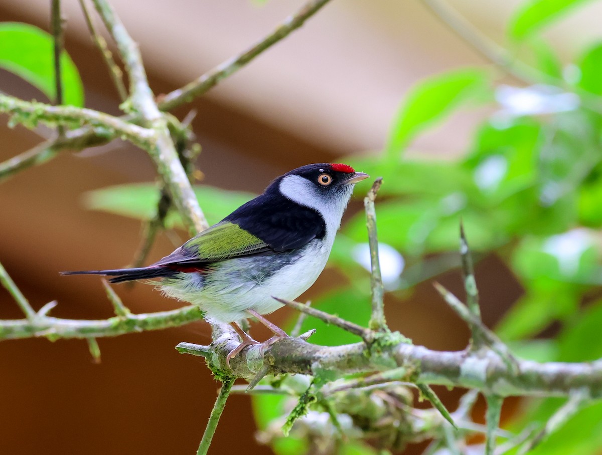 Pin-tailed Manakin - Cristina Rappa