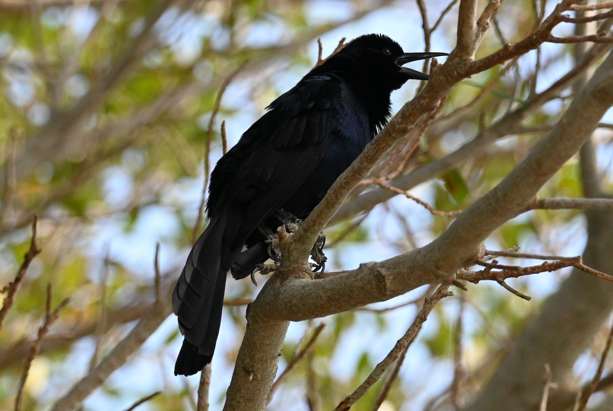 Boat-tailed Grackle - ML572095091