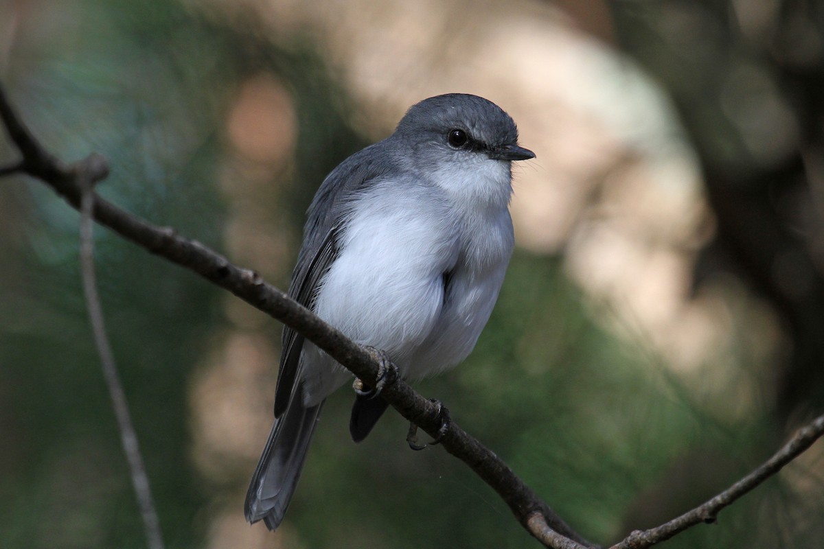 White-breasted Robin - ML57209561