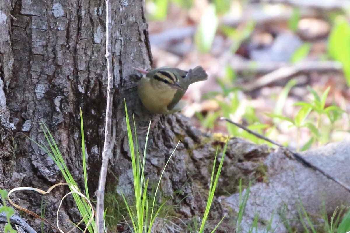 Worm-eating Warbler - ML572095831