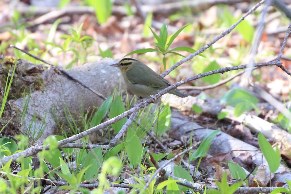 Worm-eating Warbler - ML572095841