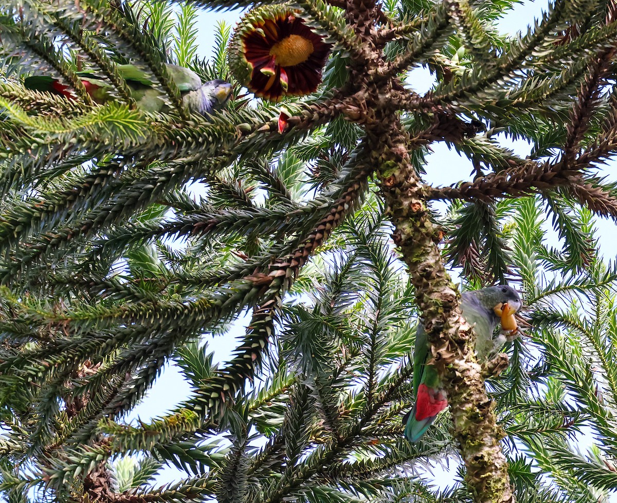 Scaly-headed Parrot - ML572097011