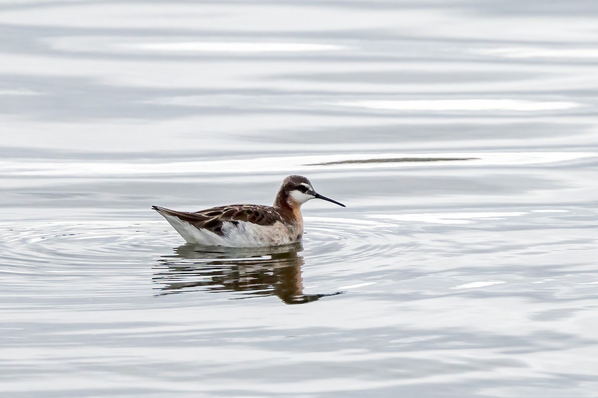 Wilson's Phalarope - Ron Horn