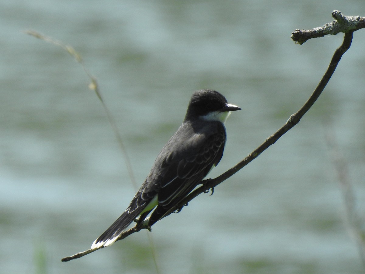 Eastern Kingbird - ML572098731