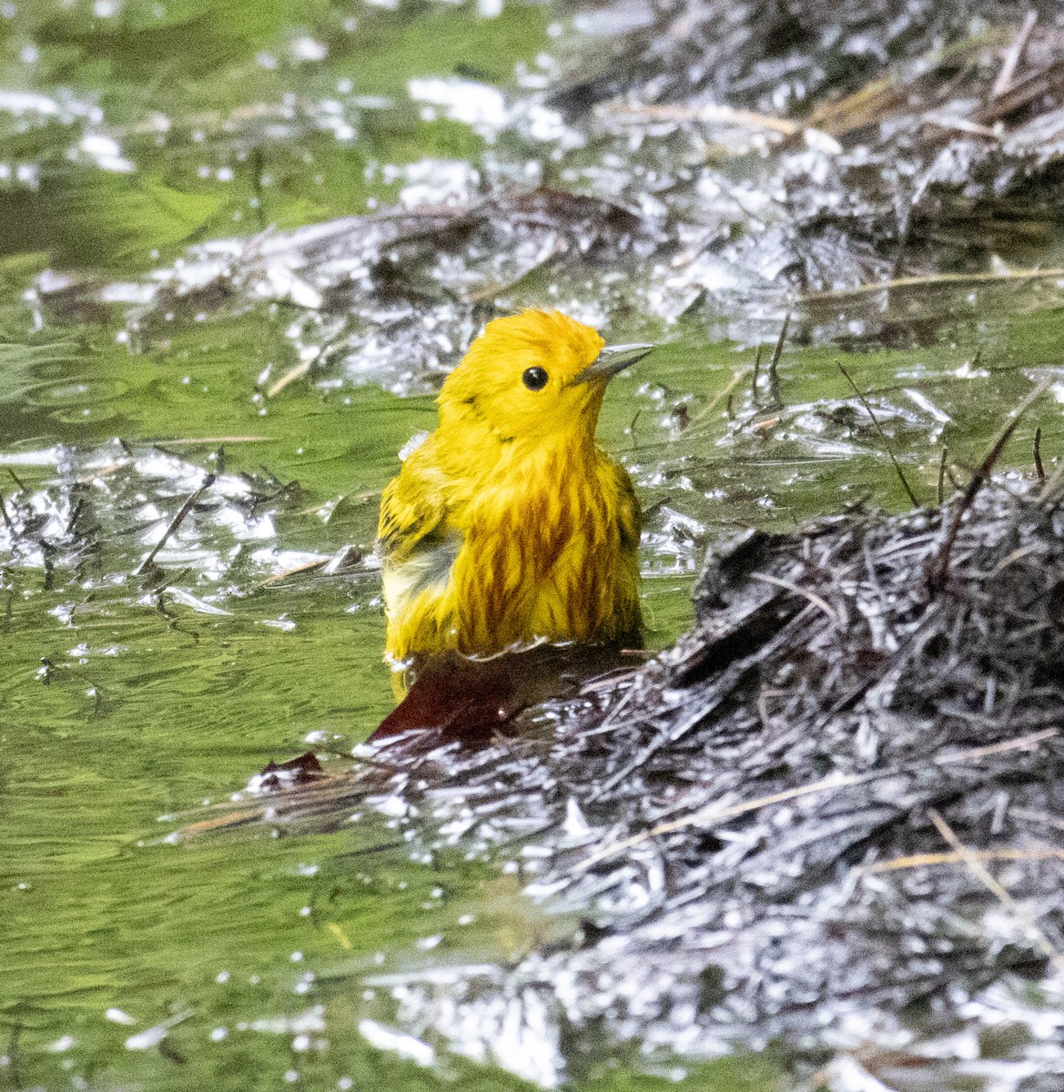 Yellow Warbler - MCHL ____