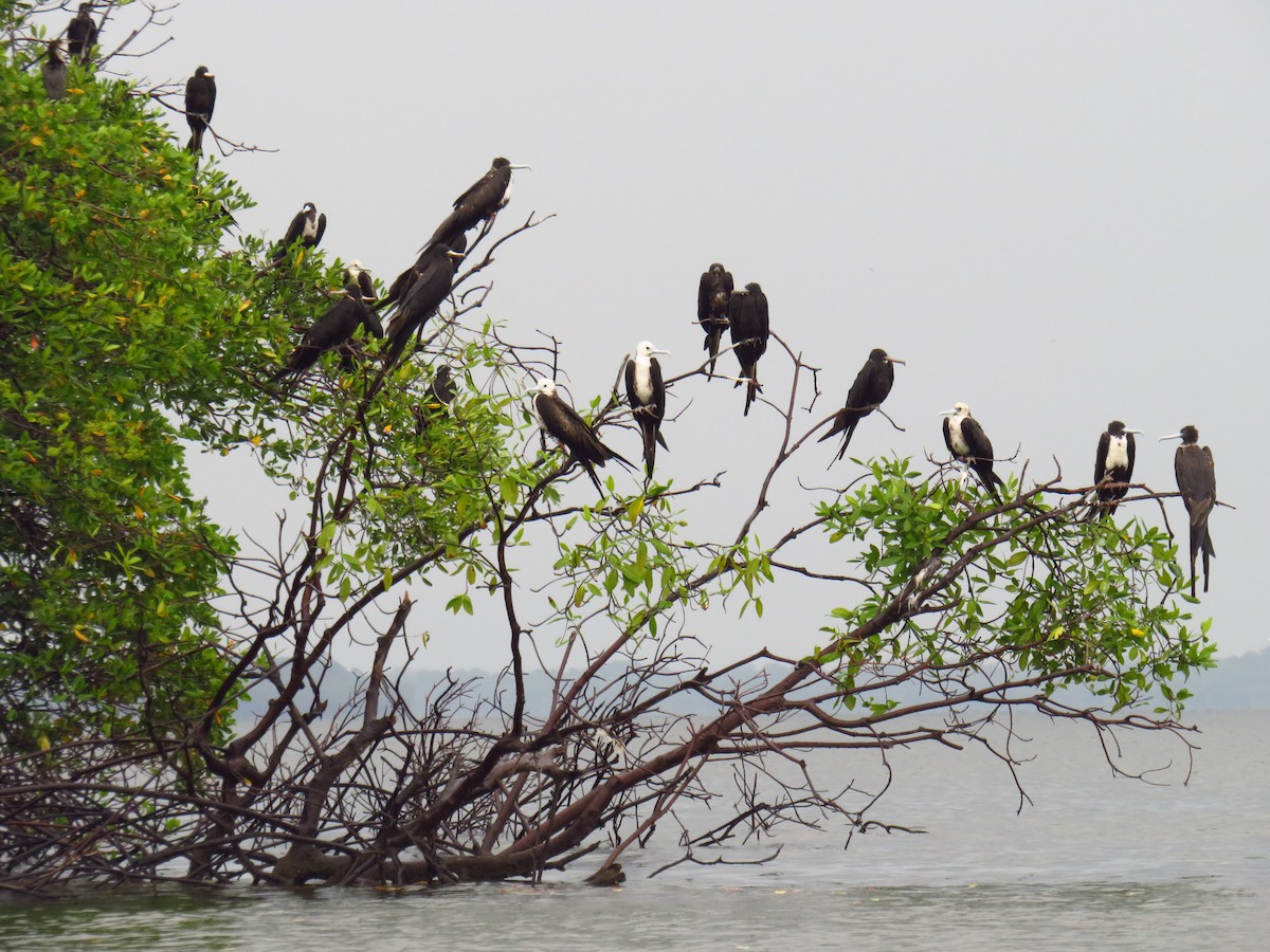 Magnificent Frigatebird - ML572099741