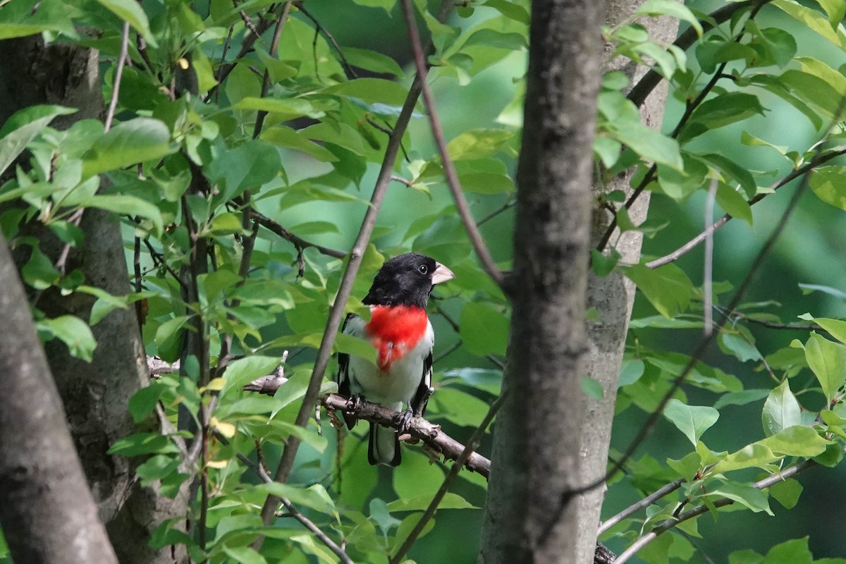 Rose-breasted Grosbeak - ML572100071